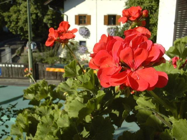 Hotel Gasthof Wastl Appiano Sulla Strada Del Vino Zewnętrze zdjęcie